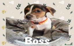 Jack Russell dogs for sale: miniature Jack Russell Puppies - Image 11