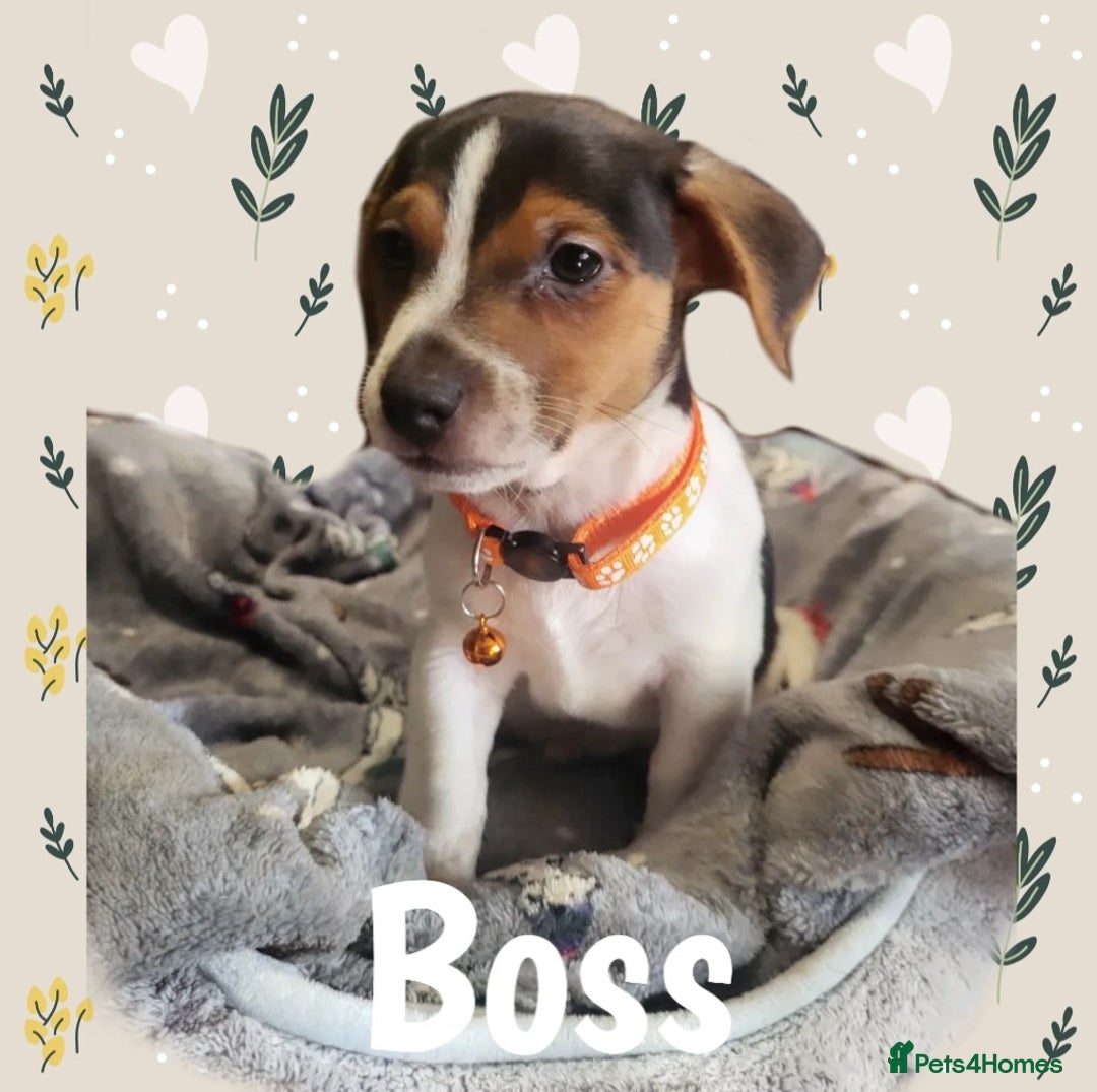 Jack Russell dogs for sale: miniature Jack Russell Puppies - Image 11