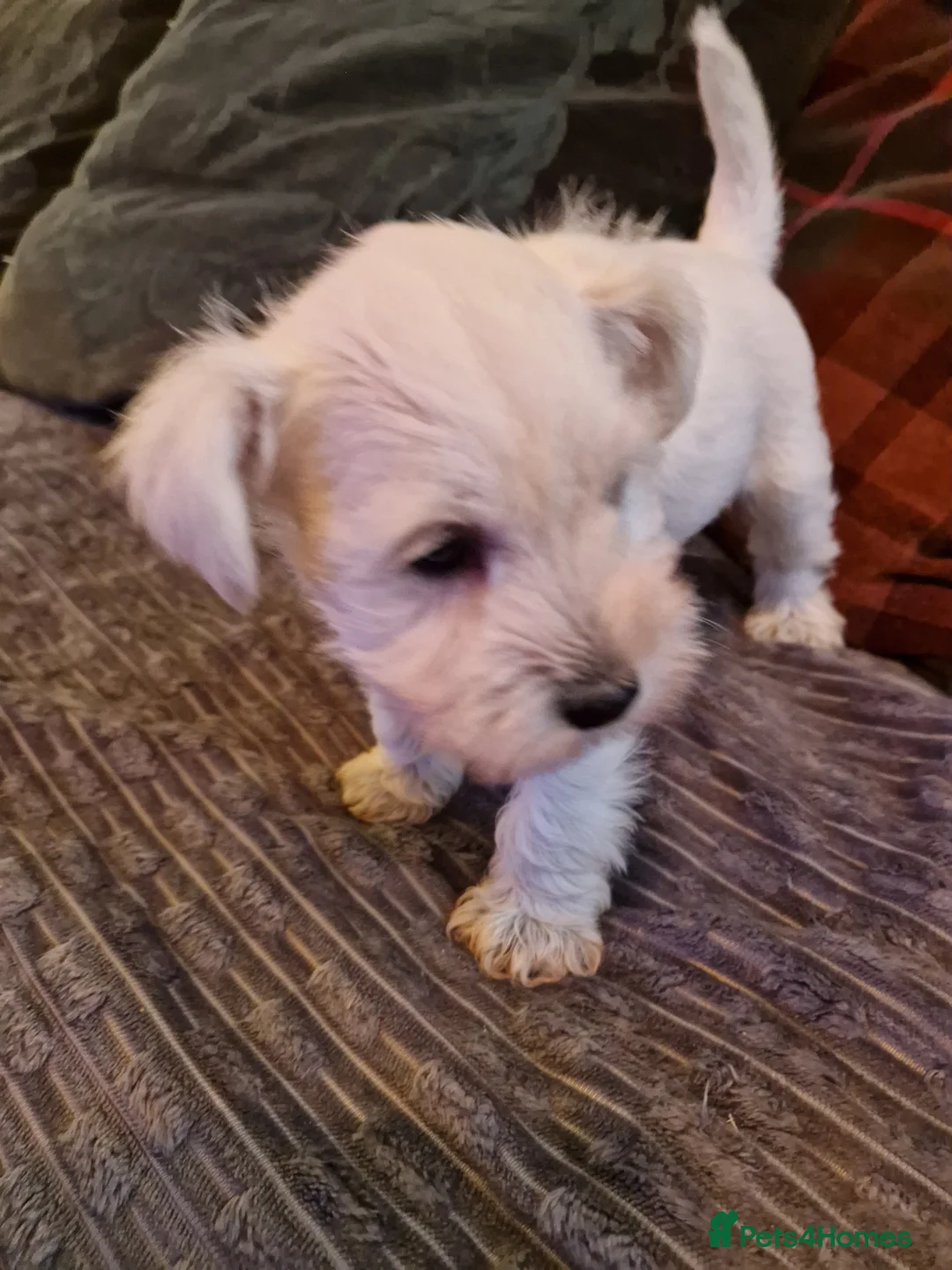 Miniature Schnauzer dogs for sale: Superb KC white minature schnauzer puppies  - Advert 21