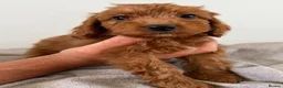 Cockapoo dogs for sale: Cockapoo Puppies - Advert 10