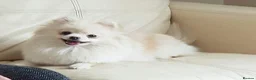 Pomeranian dogs for sale: Beautiful white cream Pomeranian puppies - Advert 13