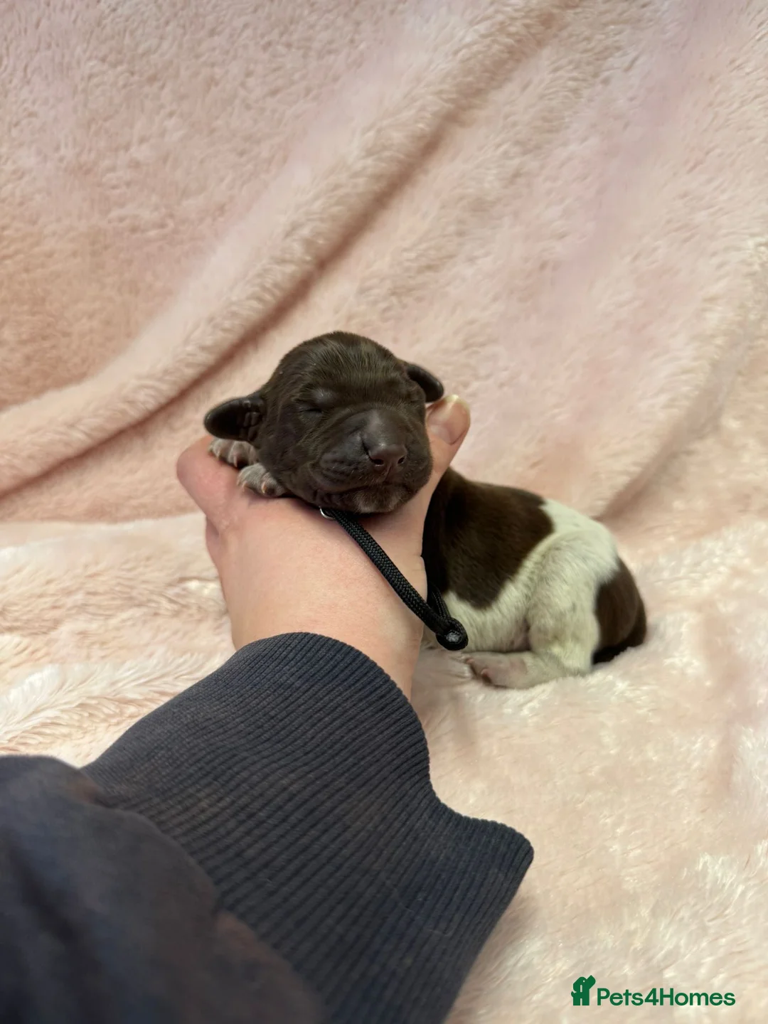 German Shorthaired Pointer dogs for sale: Gorgeous Green Short Haired Pups - Serbian Blood - Advert 2
