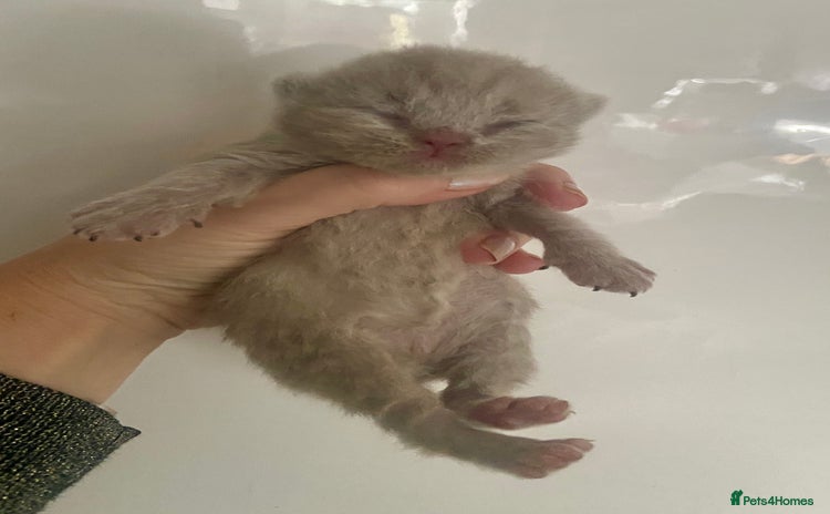 British Shorthair cats HEALTH TESTED LILAC BRITISH LONGHAIR SHORTHAIR - Advert 14