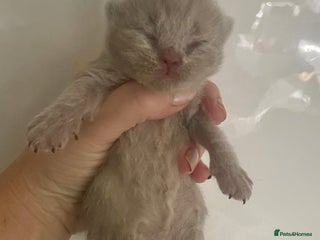 British Shorthair cats HEALTH TESTED LILAC BRITISH LONGHAIR SHORTHAIR - Advert 14