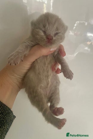 British Shorthair cats HEALTH TESTED LILAC BRITISH LONGHAIR SHORTHAIR - Advert 14
