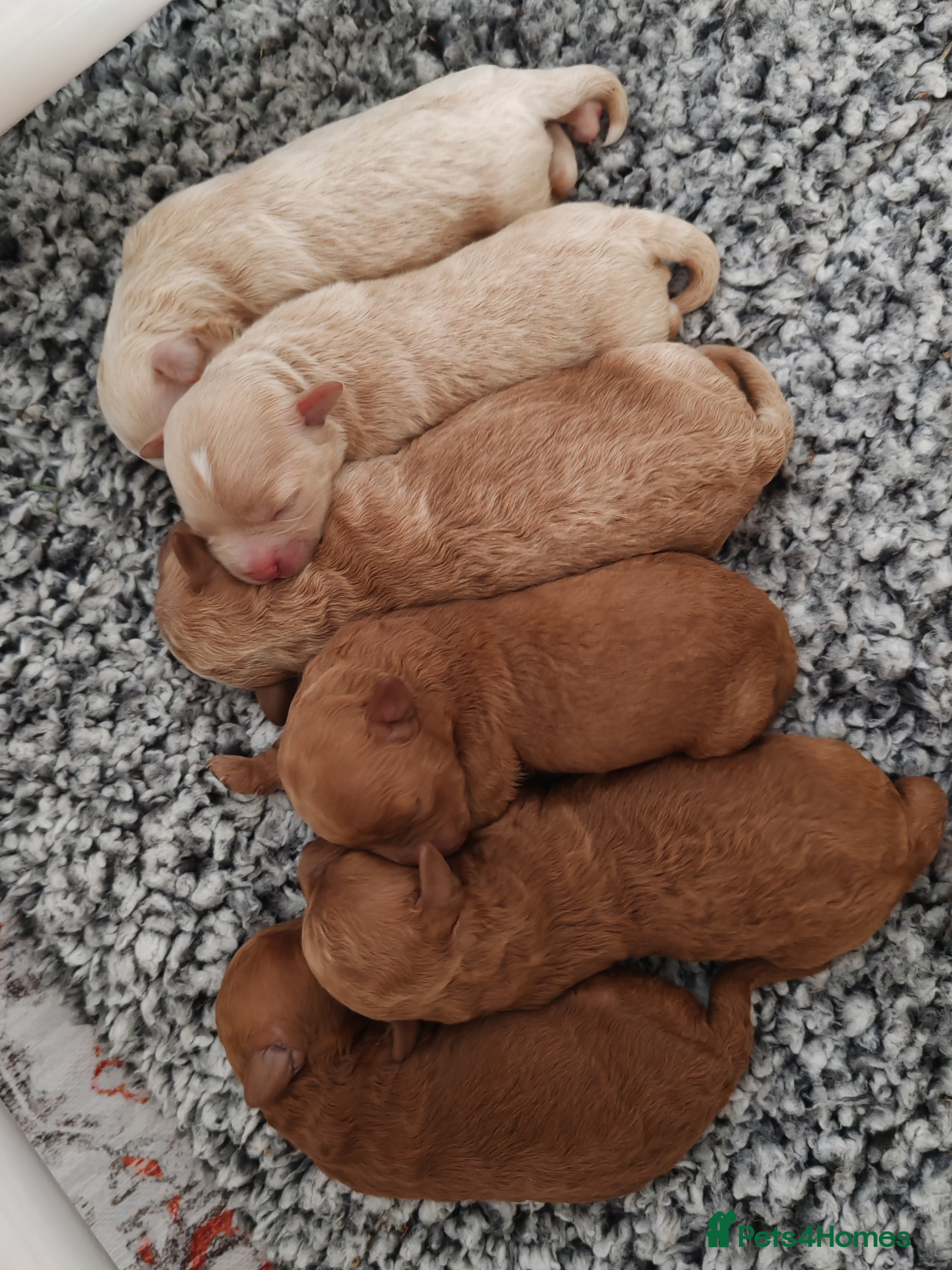 Maltipoo dogs  Toy Asian Maltipoo puppies born 14/02/26 - Advert 1