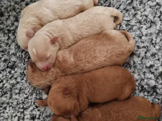 Maltipoo dogs Toy Asian Maltipoo puppies born 14/02/26 - Advert 1