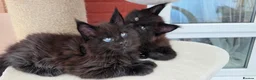 Maine Coon cats for sale: Two beautiful Maine Coon Kittens  in Ashford - Advert 8