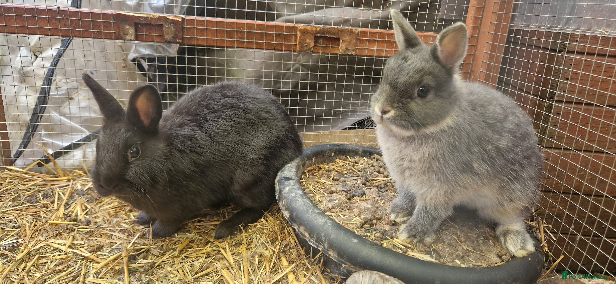Mixed Breed rabbits Cute, friendly, diddy Dwarf x Dwarf Lionhead boys  - Advert 3