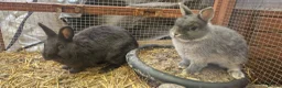 Mixed Breed rabbits for sale: Cute, friendly, diddy Dwarf x Dwarf Lionhead boys  - Advert 1