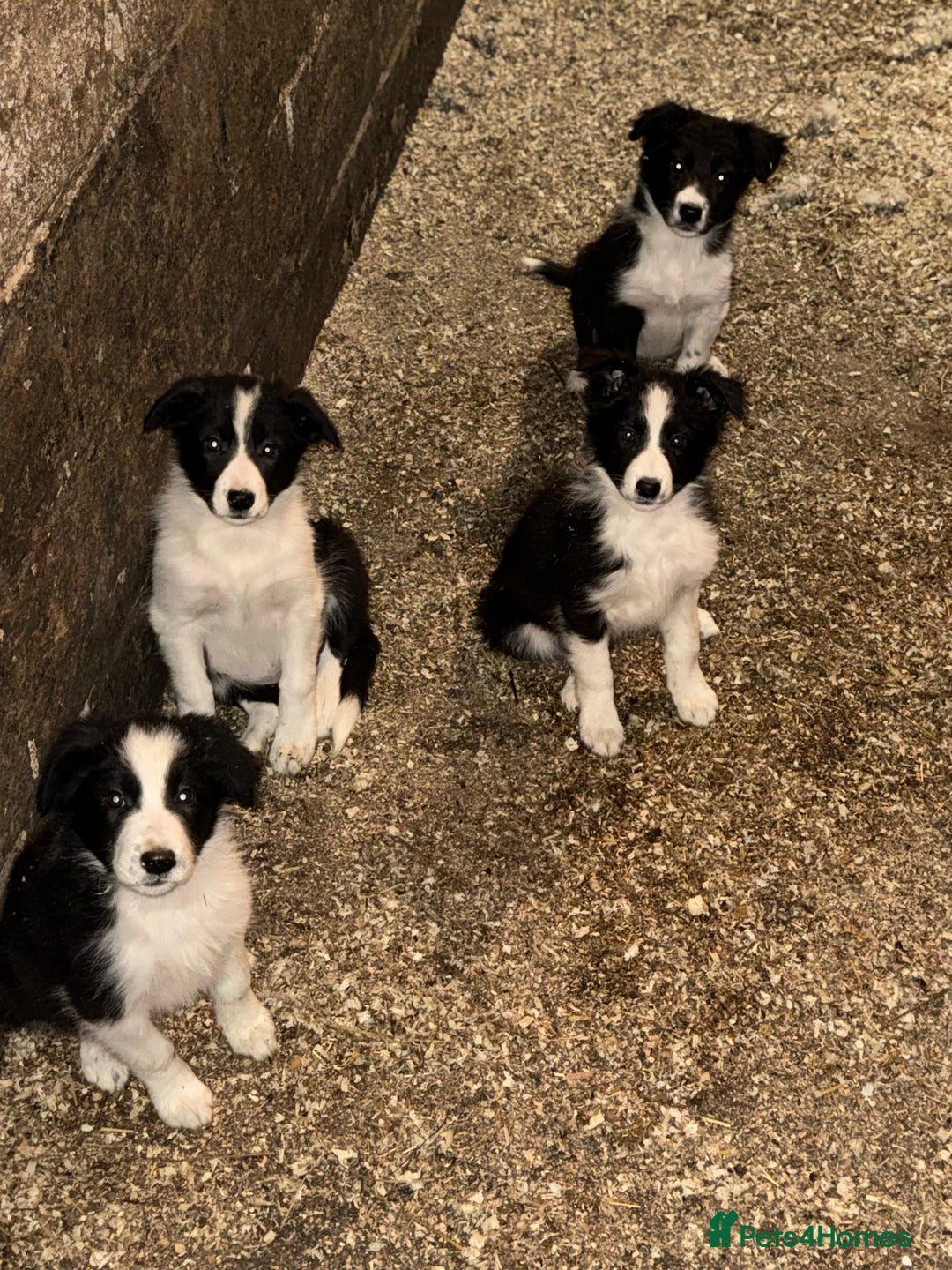 Border Collie dogs for sale: Border collie pups  - Advert 4