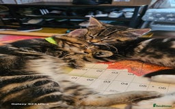 Mixed Breed cats for sale: Few lovely kittens ready for new lovely homes ! - Image 5