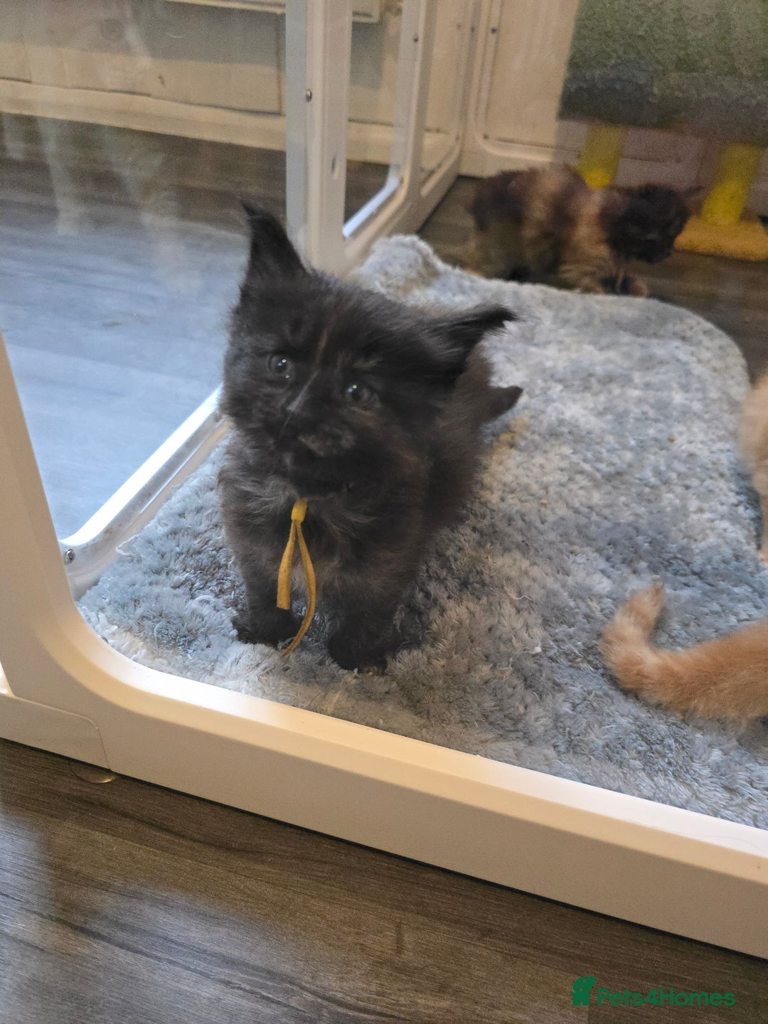 Maine Coon cats for sale: Maine Coon Kittens Tortie/Torbie Russian lines - Image 11