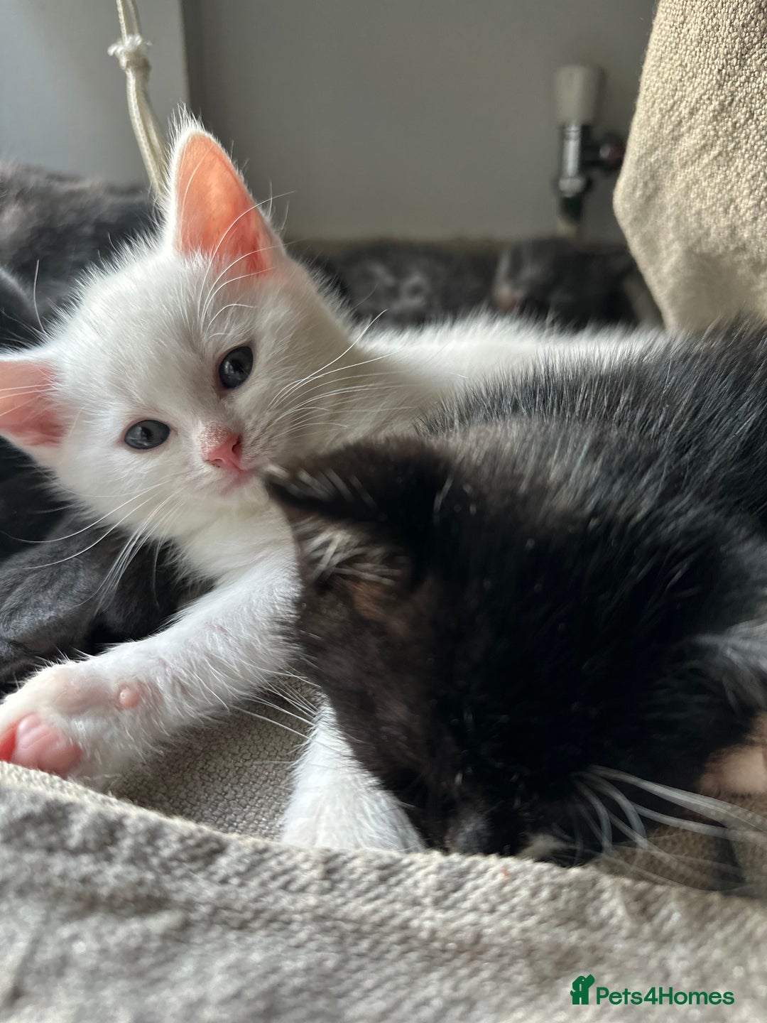 British Shorthair cats for sale: Adorable Kittens Looking for Loving Homes  in London - Image 26