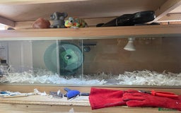 Pygmy Hedgehog rodents for sale: Albino African Pygmy hedgehog with setup - Image 3