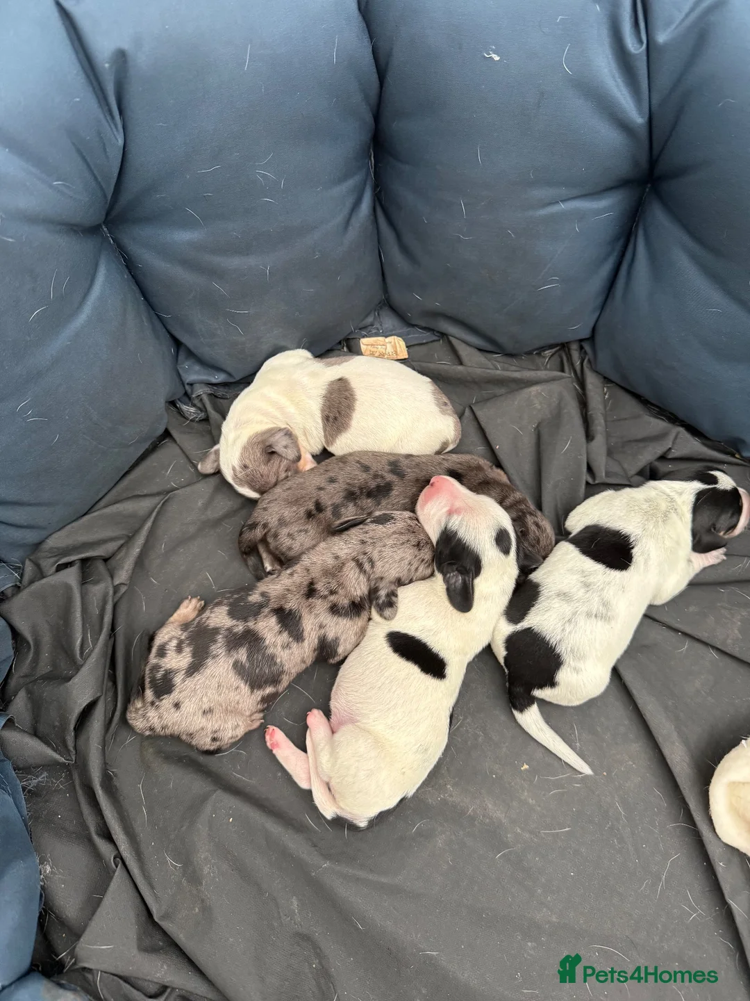 Miniature Dachshund dogs for sale: Miniature Dachshunds  in Liverpool - Advert 8