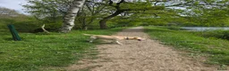 Labrador Retriever dogs for sale: Two beautiful labrador pups available  in York - Advert 13
