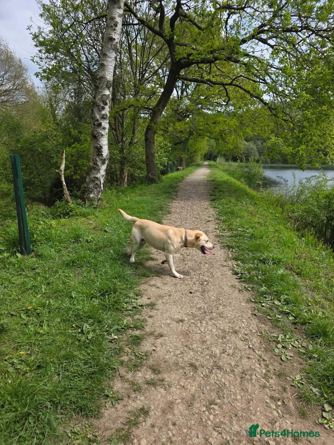 Labrador Retriever dogs for sale: Two beautiful labrador pups available  in York - Advert 13