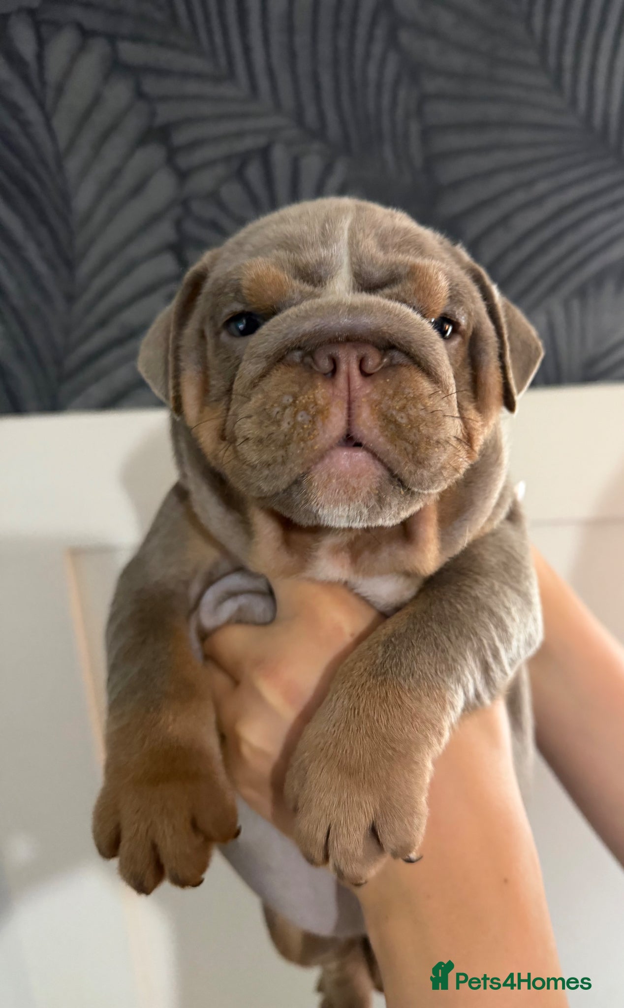 English Bulldog dogs Gorgeous KC English Bulldog Puppies - Advert 2