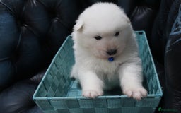 Samoyed dogs for sale: Bundle of joy and fluff - Image 13