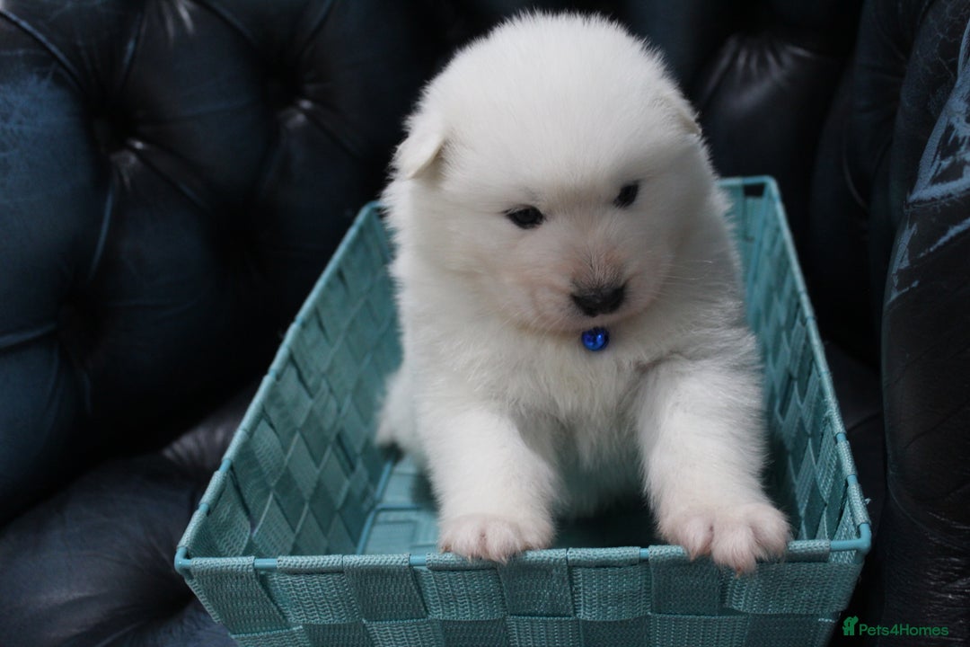Samoyed dogs for sale: Bundle of joy and fluff - Image 13