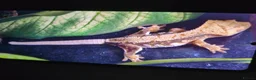 Gecko reptiles for sale: Crested Gecko - collection only - Advert 4