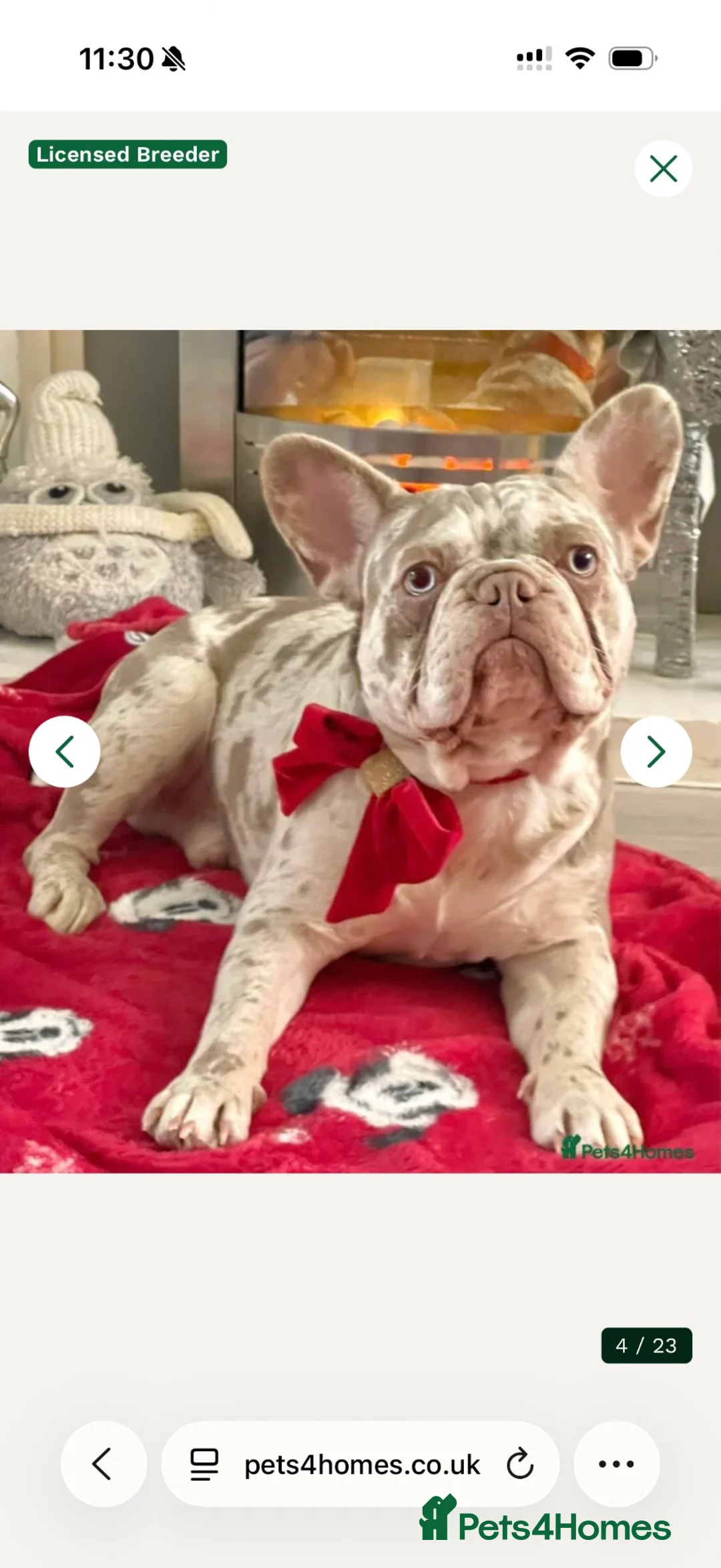 French Bulldog dogs for sale: KC registered beautiful fluffy French Bulldogs in Hailsham - Advert 12