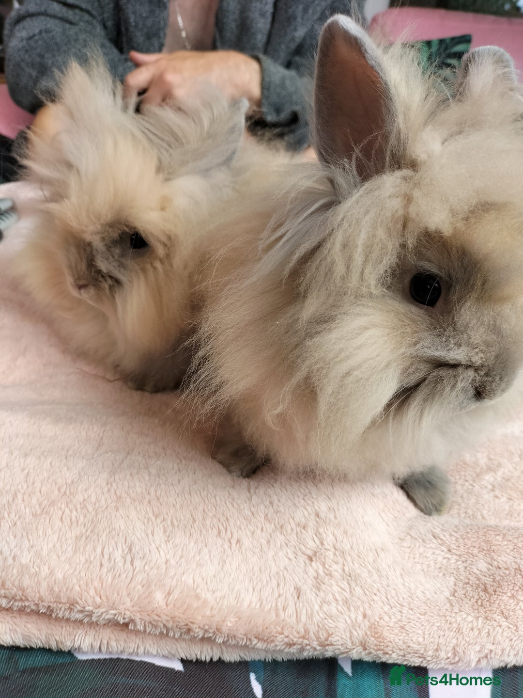 Lionhead rabbits for sale: Madam Fig & Lady Baby - Image 6