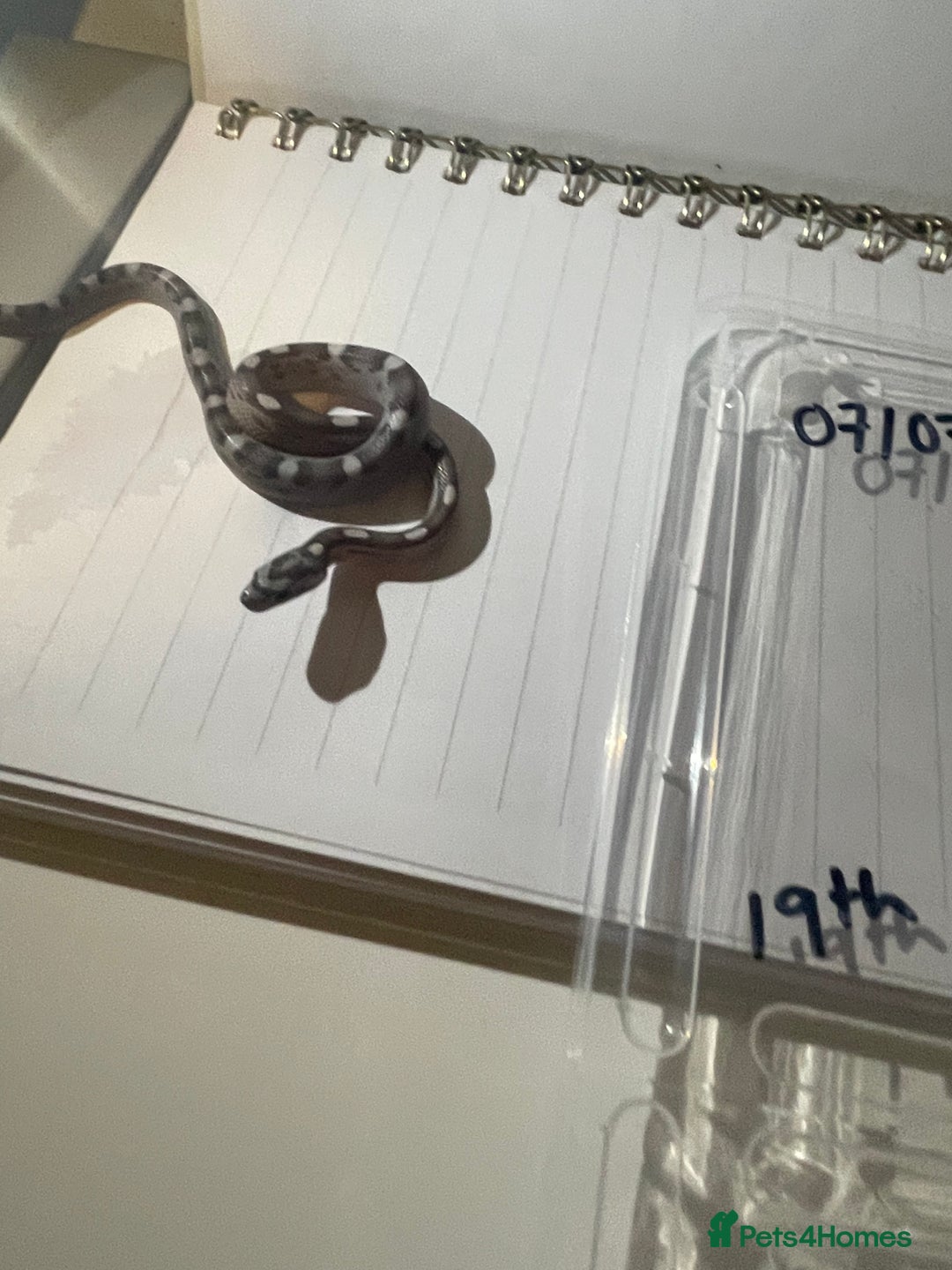 Corn Snake reptiles for sale: various baby corns avaliable  - Image 11