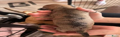 Jackshund 1