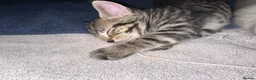 British Shorthair cats for sale: Beautiful, Loving Kittens - Advert 5
