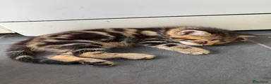 Female 1
