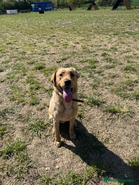 Labrador Retriever dogs yellow Labrador male 13 months - Advert 12