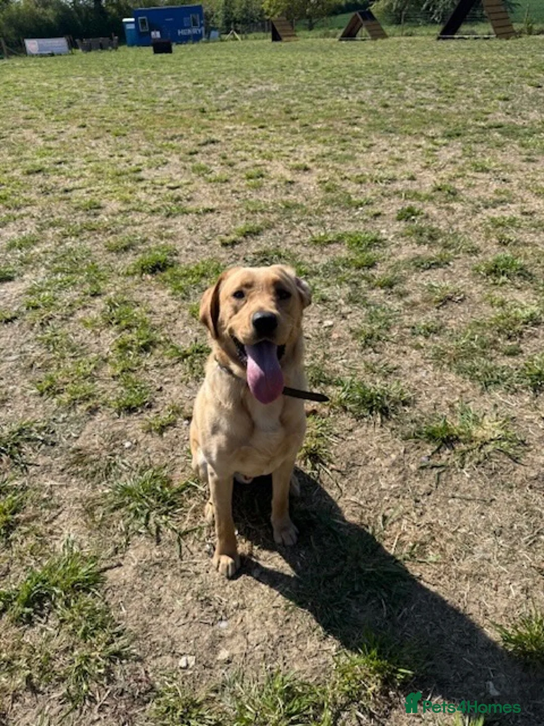 Labrador Retriever dogs for sale: yellow Labrador male 13 months - Advert 1
