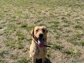 Labrador Retriever dogs yellow Labrador male 13 months - Advert 4