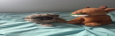 Shih Tzu 1