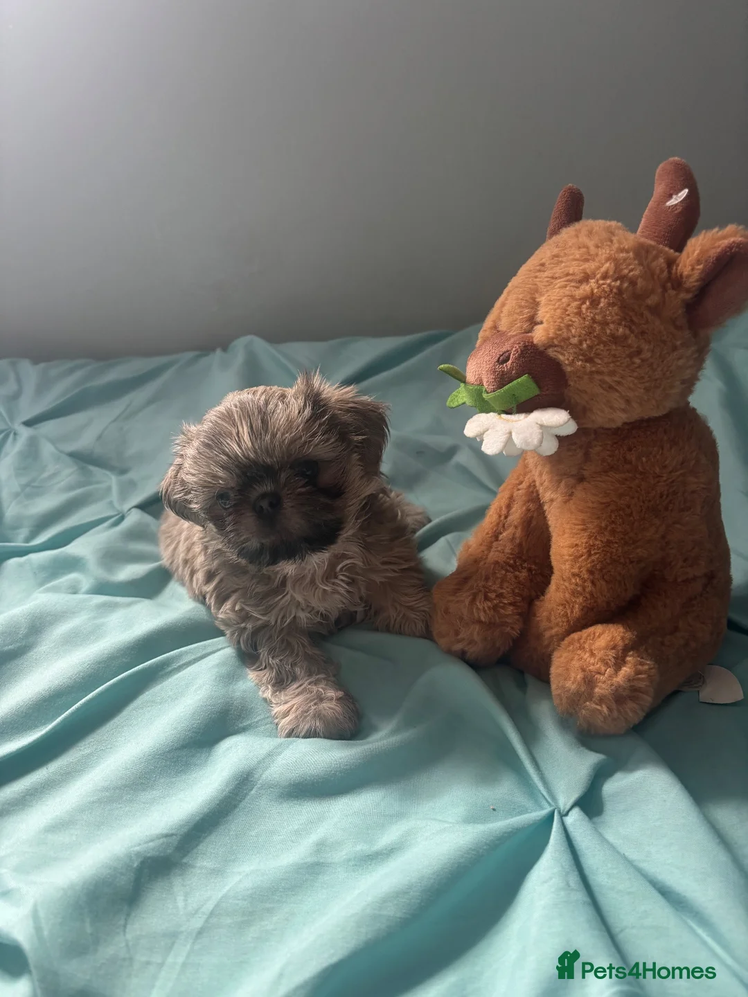 Shih Tzu dogs for sale: Boy Shih Tzu puppy - Advert 2