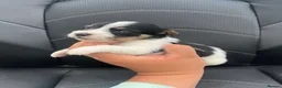 Jack Russell dogs for sale: 5 adorable Jack Russell puppies 🐶❤️ - Advert 17