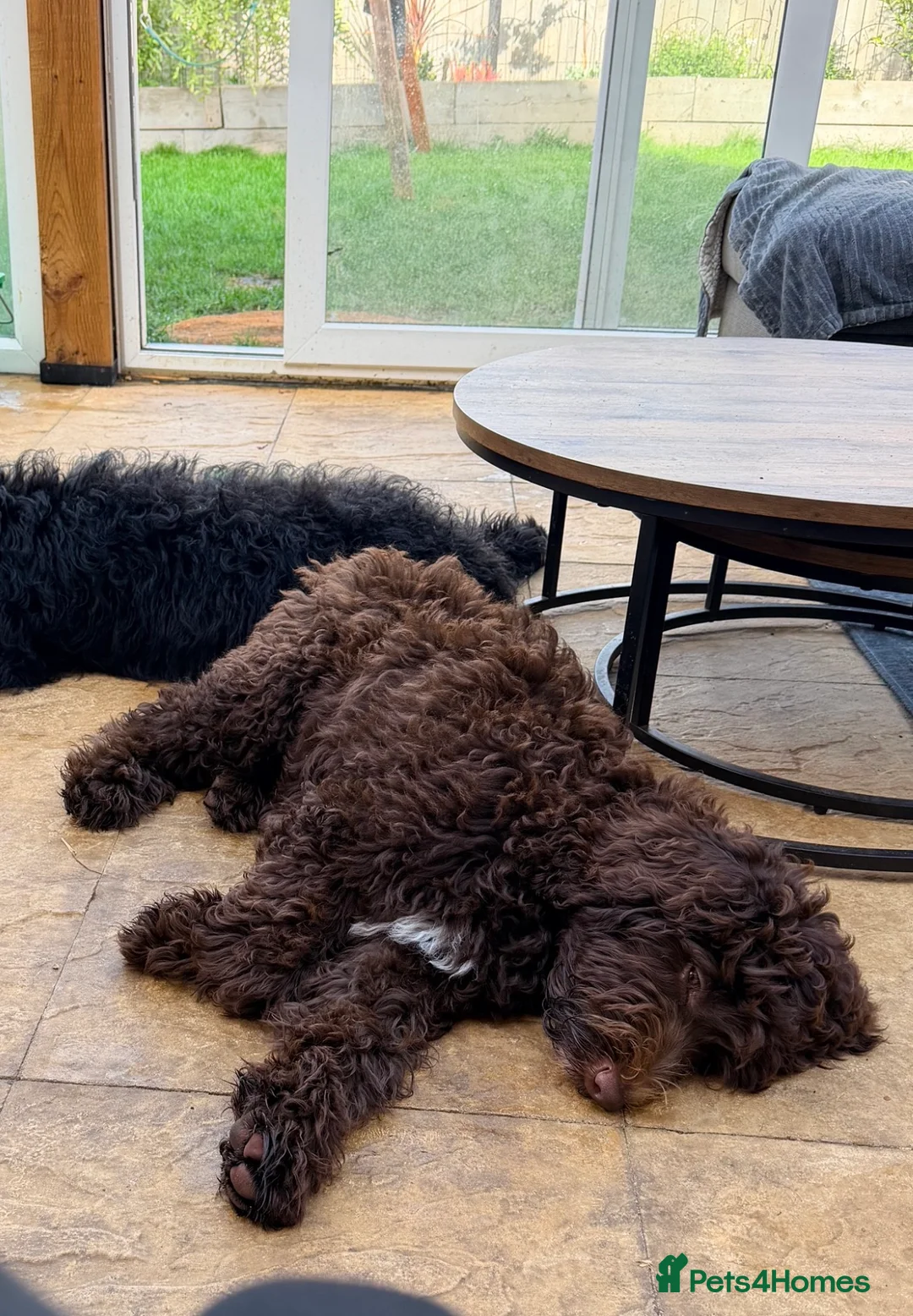 Bernedoodle dogs for sale: Rehoming Charlie Our chocolate Bernedoodle - Advert 5