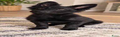 German Shepherd 1