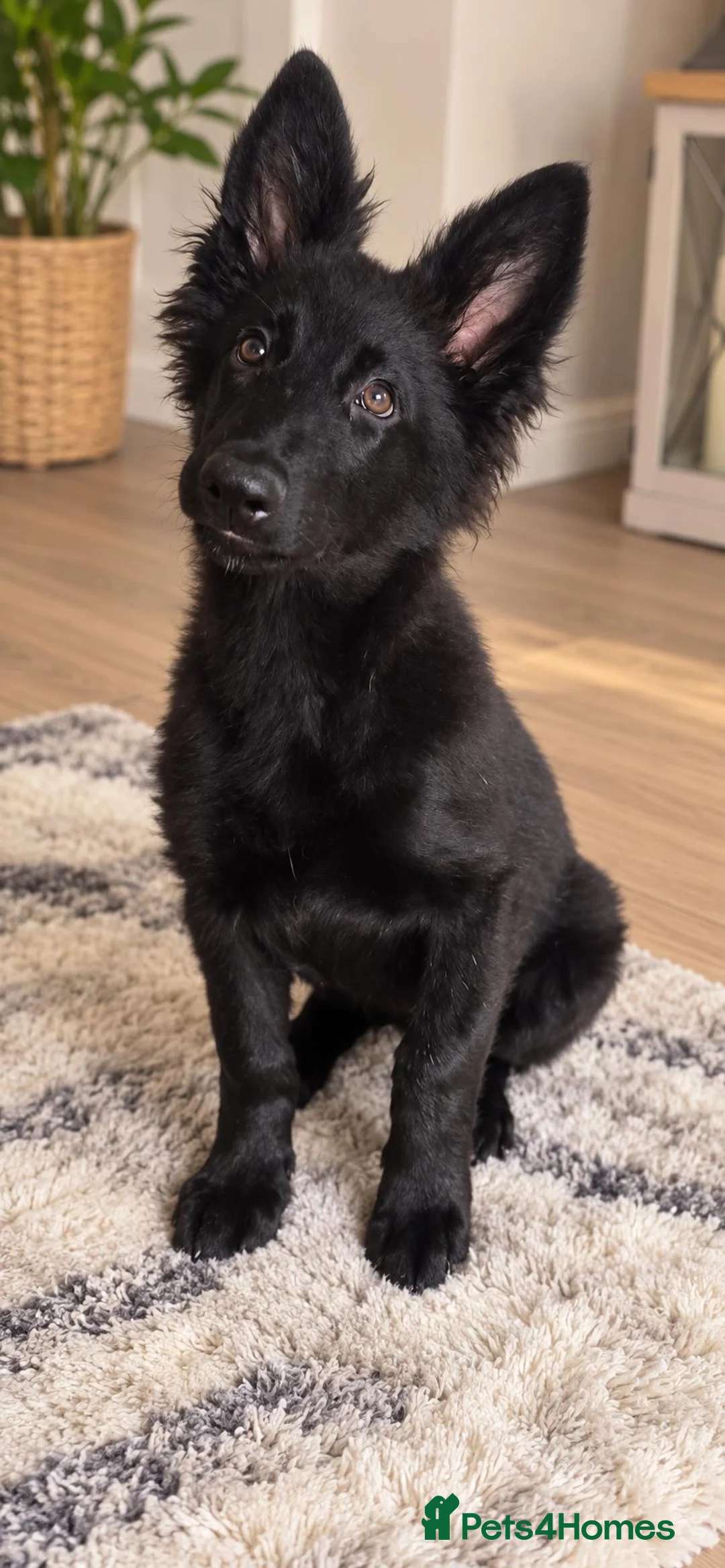 German Shepherd dogs for sale: Millie german shepherd puppy - Advert 2