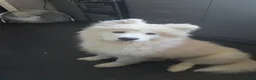Samoyed dogs for sale: Beautiful Girl Samoyed  - Advert 2