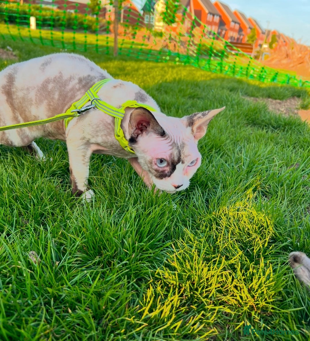 Sphynx cats for sale: Sphynx Cat - Image 6