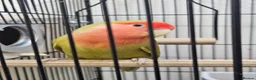 Lovebirds birds for sale: 100% breeding lovebirds pair in Sheffield - Advert 3
