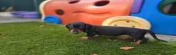 Dachshund dogs for sale: Standard Dachshund KC registered puppies - Advert 6