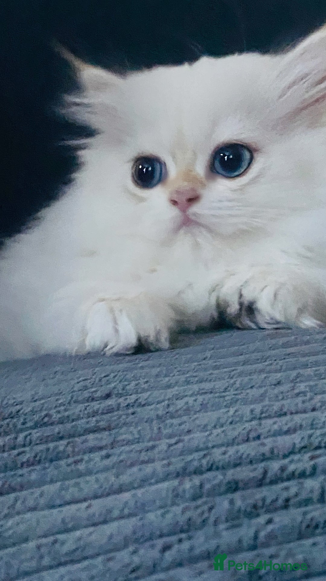 British Longhair cats for sale: ‼️🐾😍Colourpoint purebred BLH😻1 Left 🐱 - Advert 32