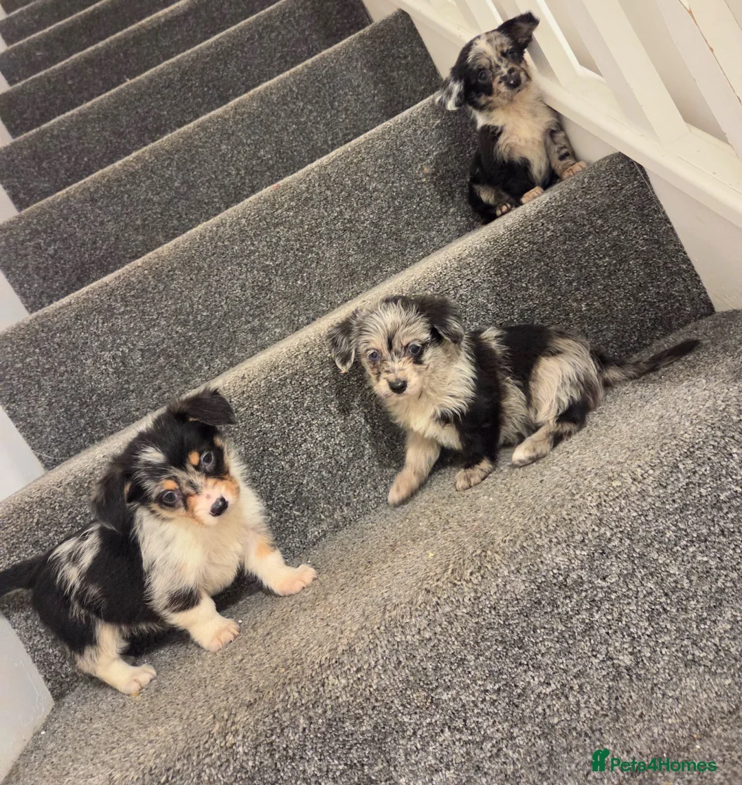 Mixed Breed dogs for sale: Superb CorgiPoo Puppies  - Advert 5
