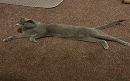 British Shorthair cats for sale: British Shorthair Female Cat Queen. - Advert 2