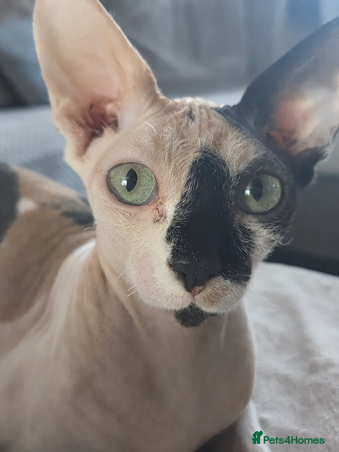 Sphynx cats for sale: 2 beautiful Sphynx babies  - Advert 1