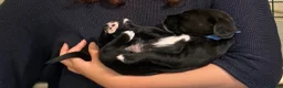 Cockerdor dogs for sale: 🐾 Gorgeous Cockerdor Puppies 🐾 - Advert 15